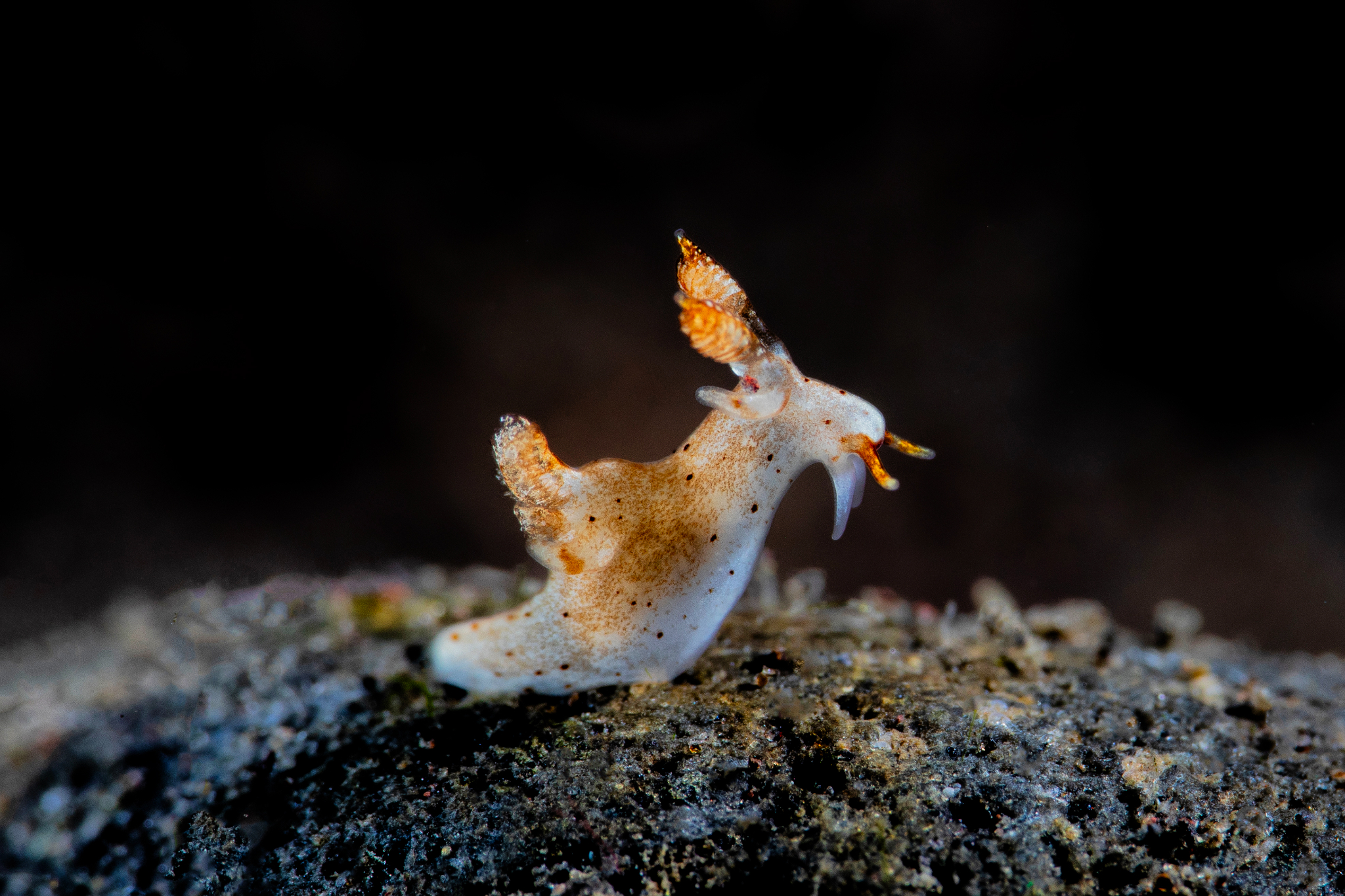 Trapania gibbera